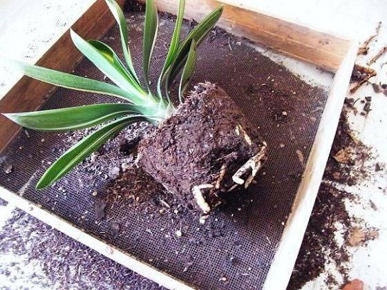 君子兰到底用什么土什么盆养好呢,想要养好君子兰先从土壤配置入手