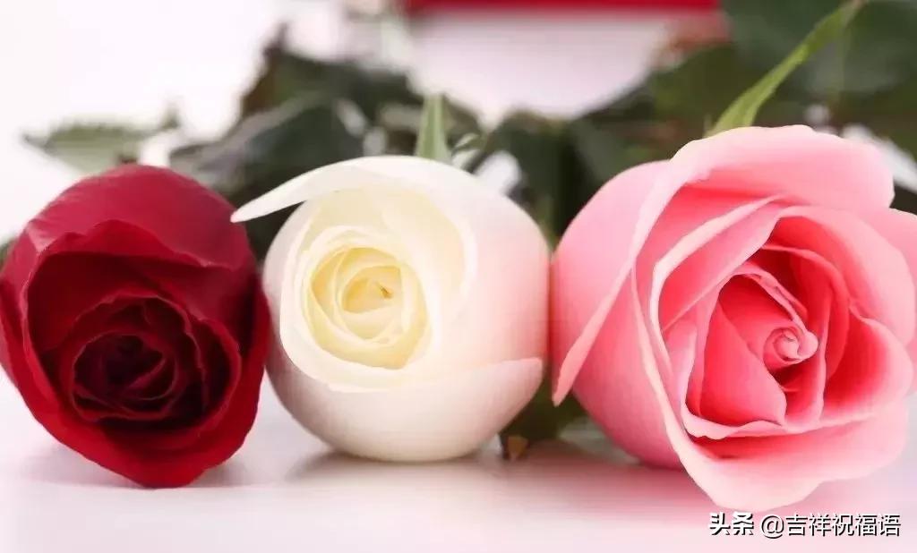 十一朵玫瑰送给好朋友花语,十一朵玫瑰花送给好友