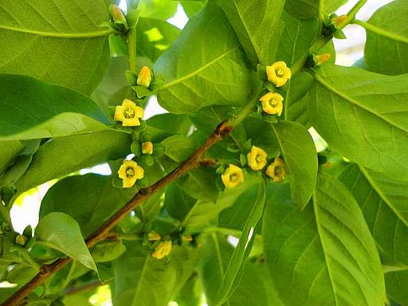 黑枣树开花该怎么管理,黑枣树怎么培育