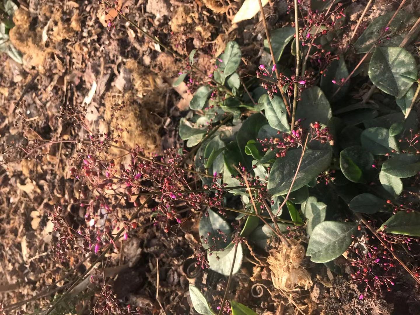 野土人参图片及药用功效,土人参的神奇功效