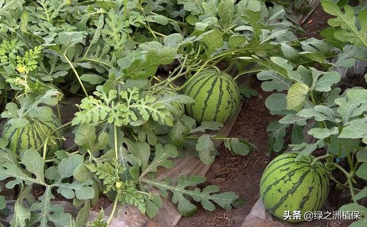 四大妙招提高西瓜种植效益,种植西瓜技巧小视频