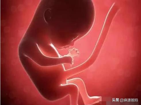 胎儿的性别决定人的命运吗,胎儿的性别是怎么决定的