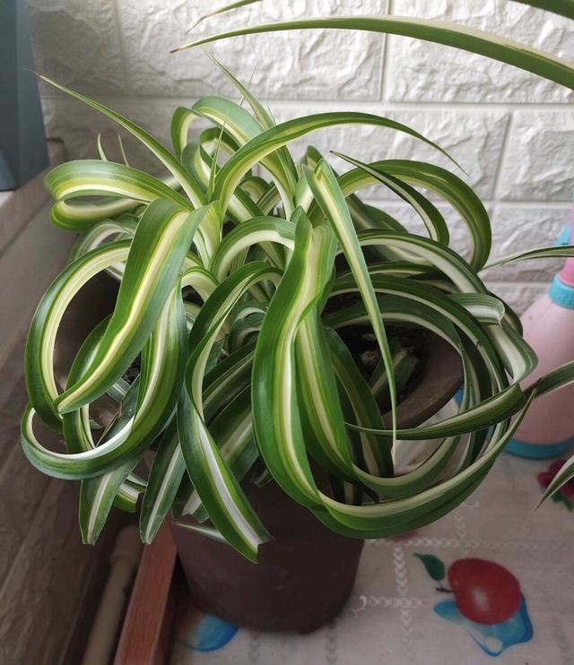 有一种很贵的吊兰,吊兰最贵的多少钱一株