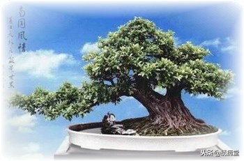 丛林式盆景欣赏,盆景欣赏及制作