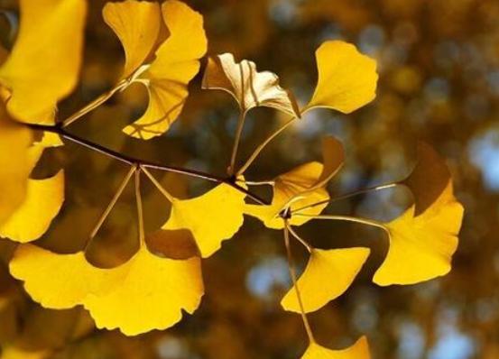 中医讲半夜惊醒心悸,一味中药治夜里老醒