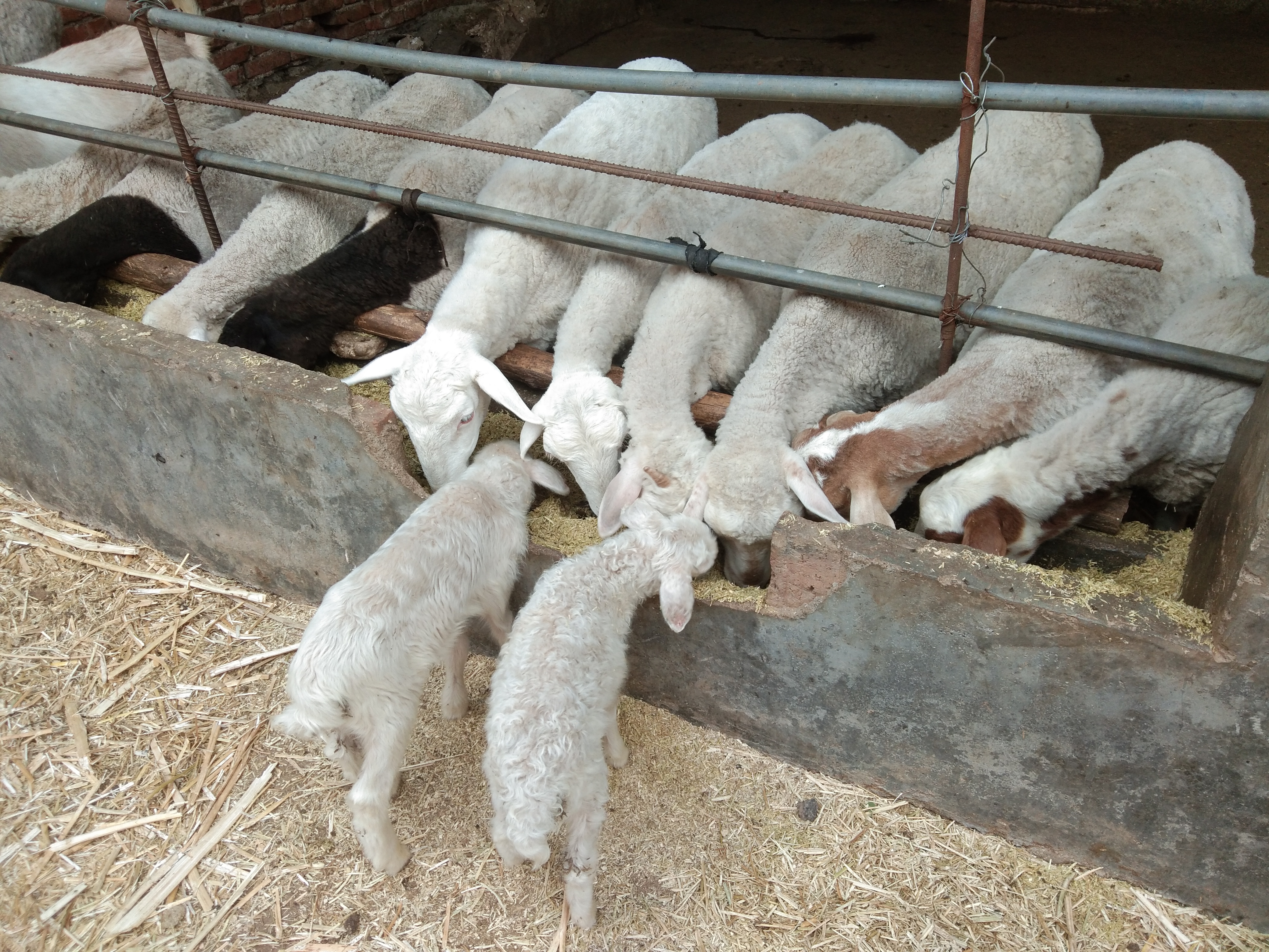 该面对的终究躲不过,小反刍用什么药治疗最有效