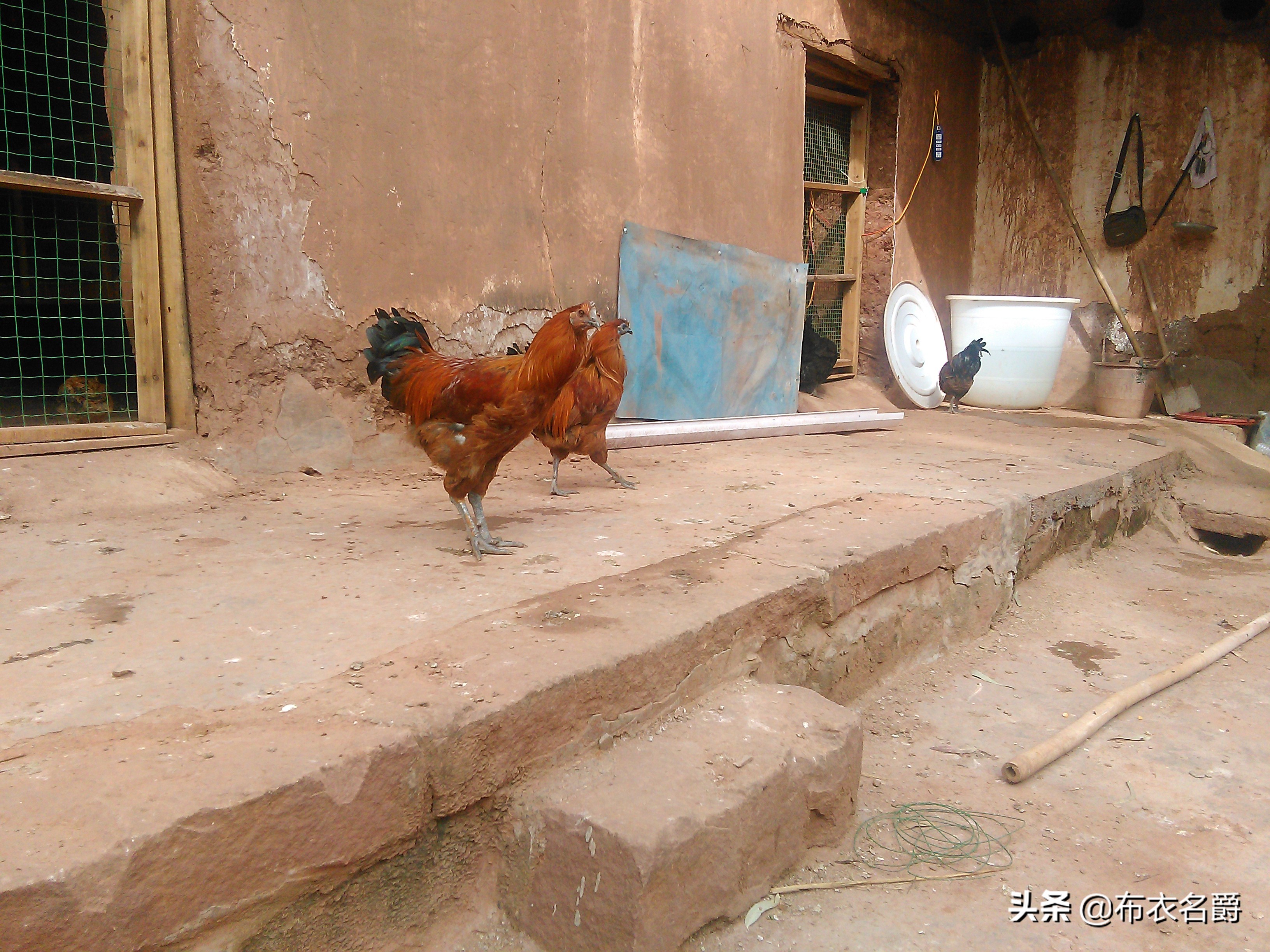 兽医牛病实用手册,犊牛腹泻体虚治疗方法