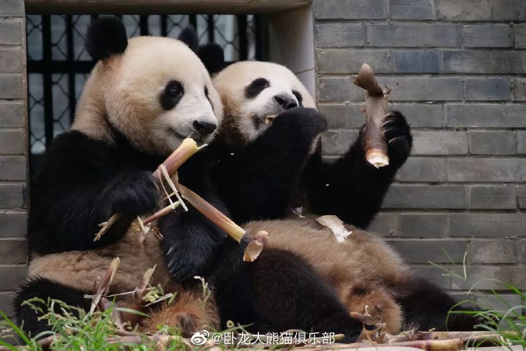 为什么全世界都喜欢大熊猫,世界各地的人们都喜爱大熊猫英语