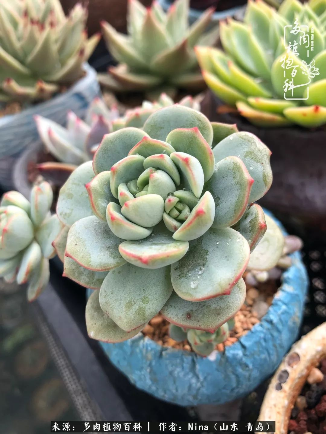 面对残酷的现实，是多肉治愈了我迷茫的未来