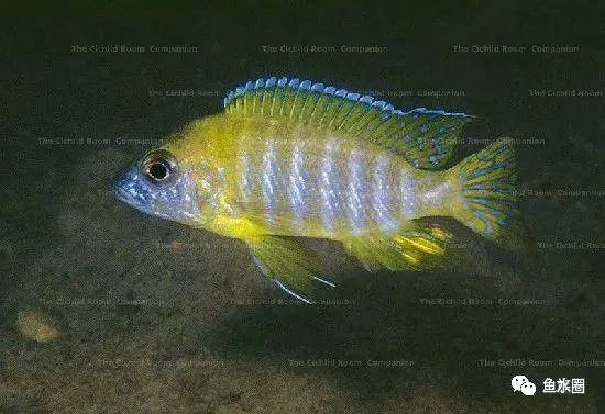 三湖慈鲷马鲷孔雀鱼多久发色,三湖慈鲷鱼之马鲷鱼