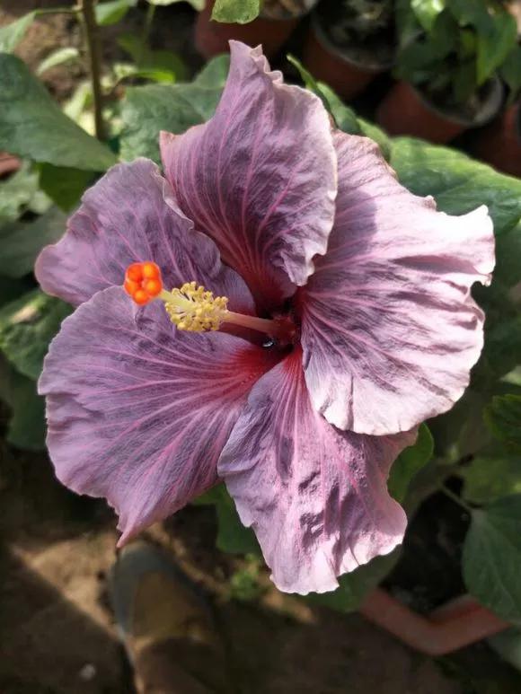 剪下枝条给根插水就能活的绿植,什么花枝条插水就能活