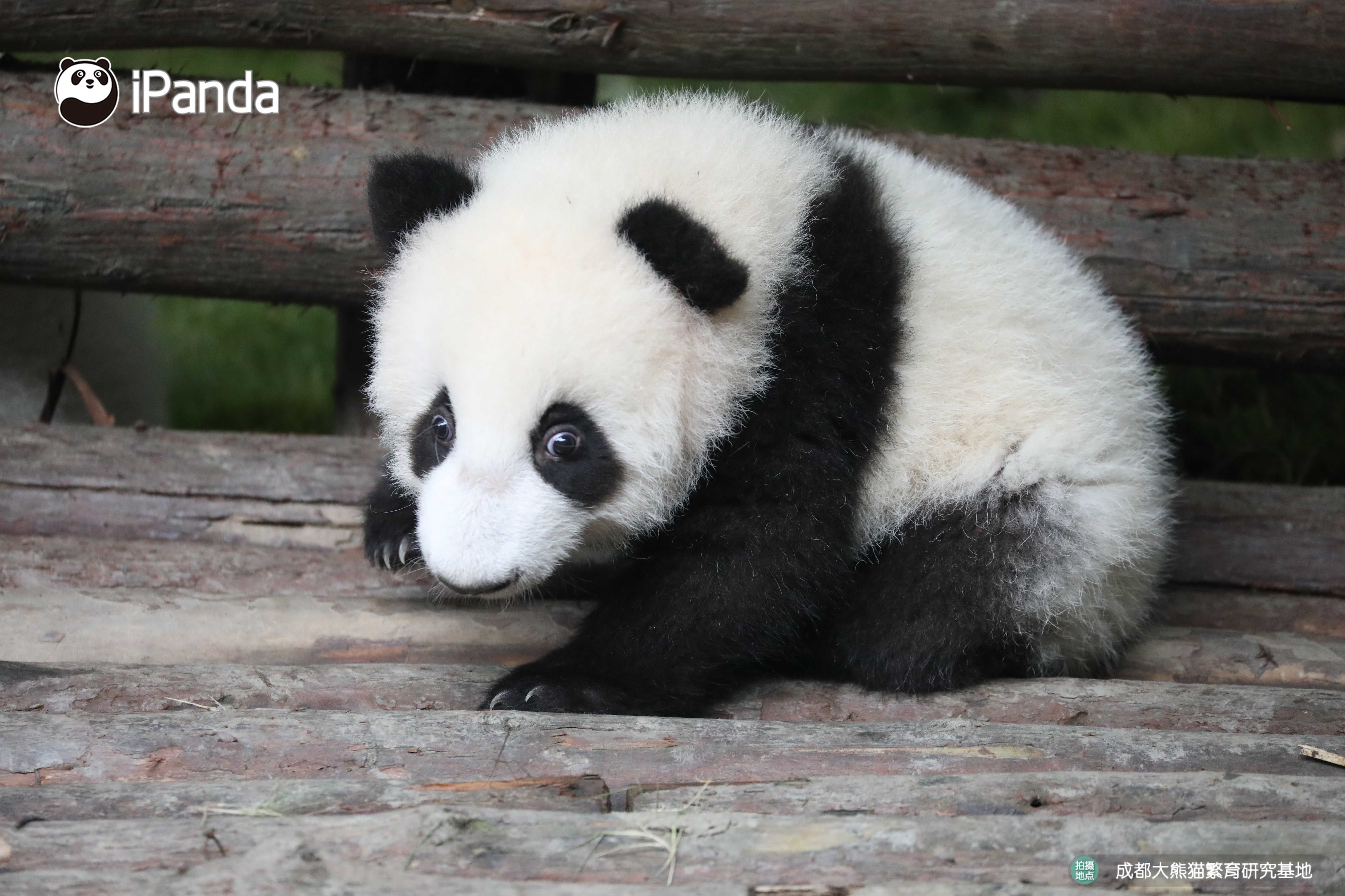 get认猫八招,轻松变大神!好看的熊脸千篇一律,认猫难到哭泣?