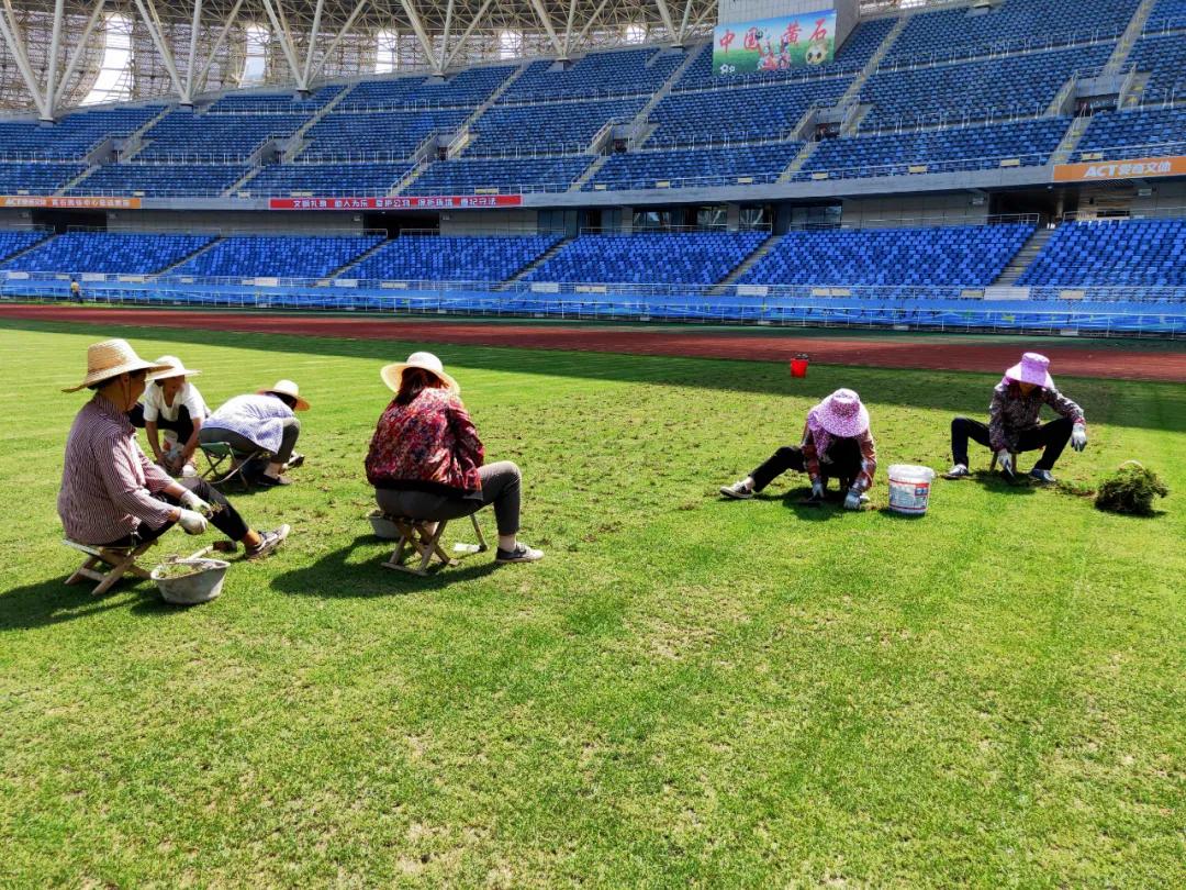 烈日灼灼，黄石奥体中心体育场更换夏季热型草