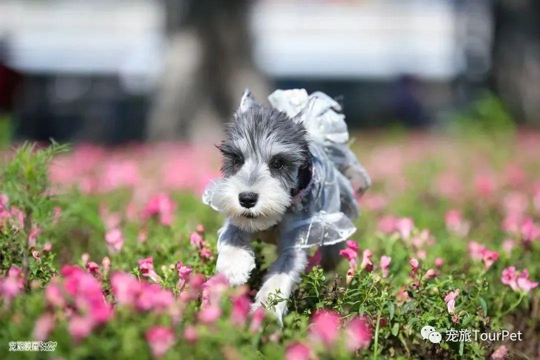 带着宠物去旅行的日常生活,想带着宠物一起旅游哪种好