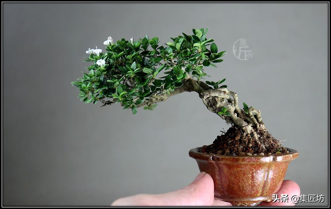 盘点五大树桩盆景流派和常用树种,盆景初学者种什么好