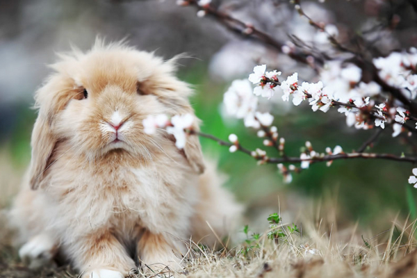 长毛垂耳兔怎么打理,垂耳兔只养一只好不好养