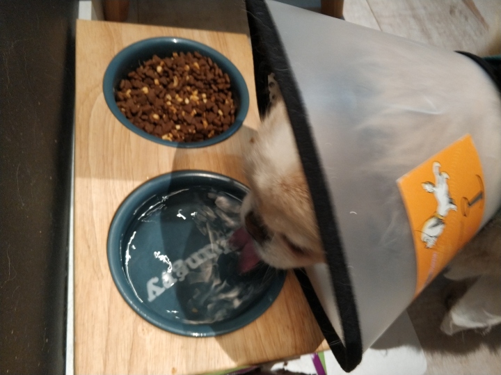 公猫膀胱结石手术,公犬尿道结石手术