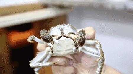 孕妇体质燥热可以吃螃蟹吗,孕妇偏寒体质可以吃螃蟹吗