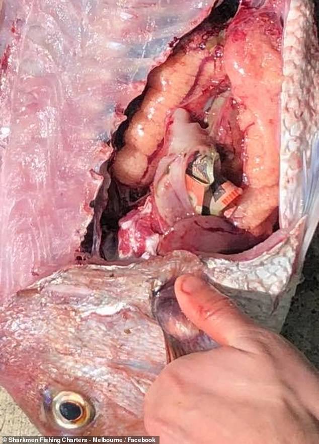 澳洲渔民在大鲷鱼肚子里发现钞票,吃瓜网友化身福尔摩斯以辨真假