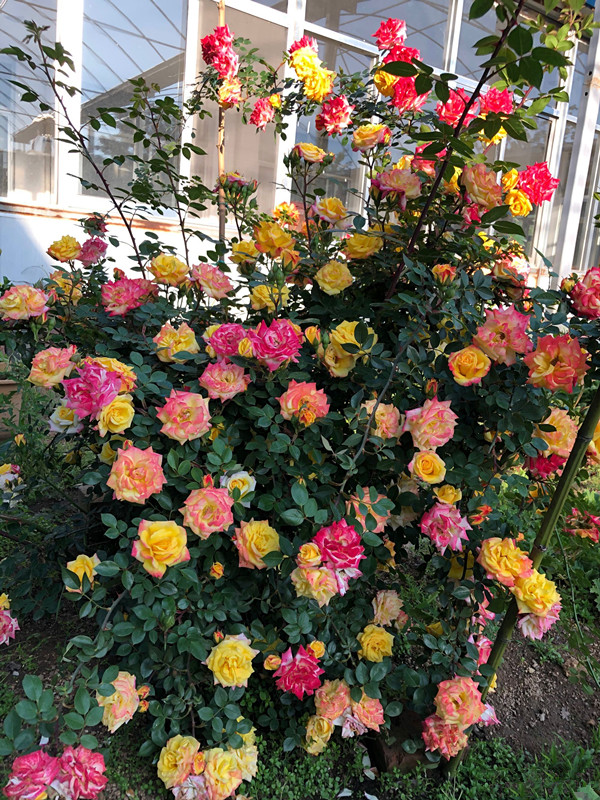 藤本开花植物哪种好养,好养的藤本开花阳台植物