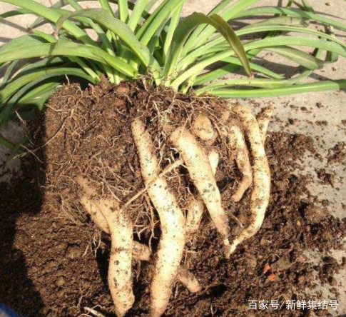 自制盆栽土壤怎么处理,家里盆栽用营养土养好吗