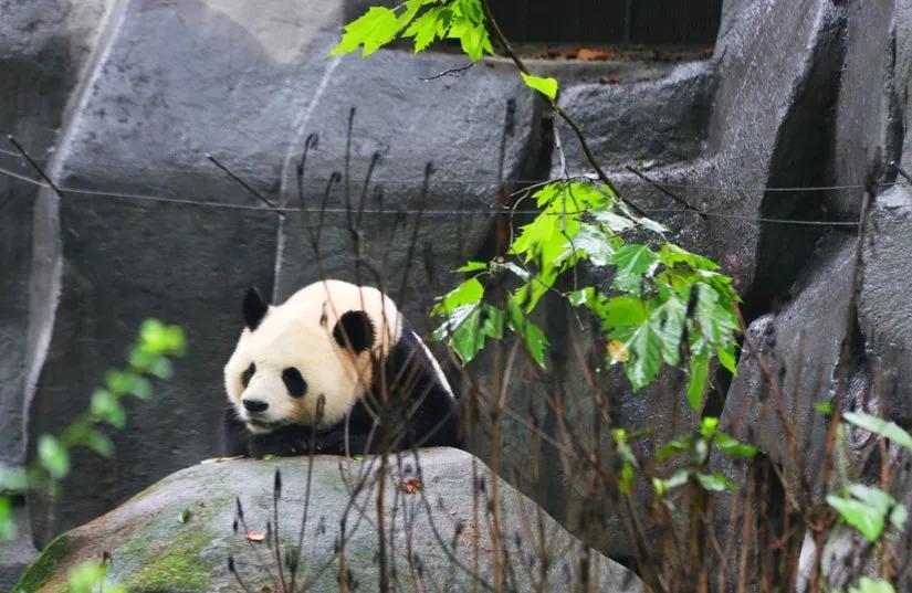 贡嘎山的徒步,贡嘎雪山大环线徒步游记