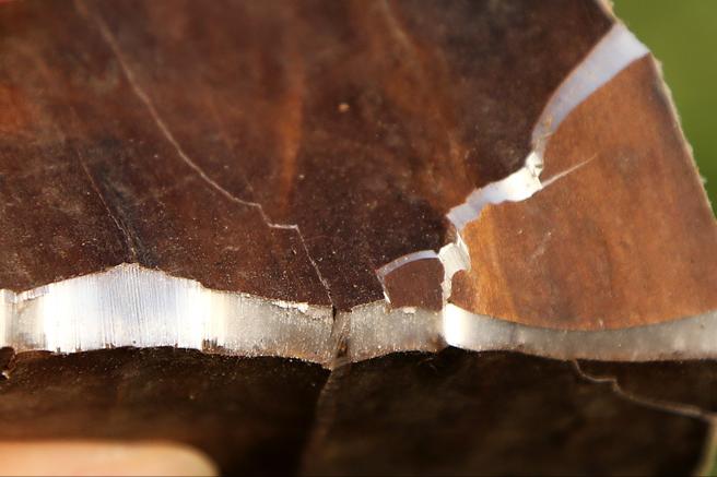 神农本草经中的药材图片,神农本草经高清彩图