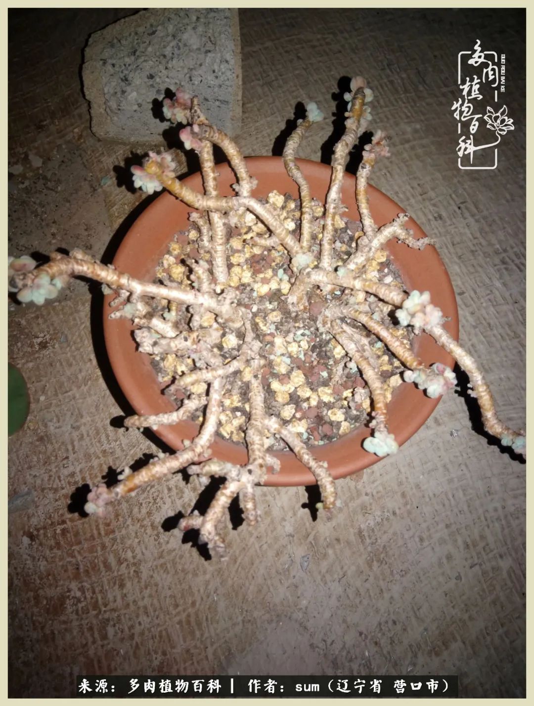 养多肉是一个很治愈的过程,养多肉是一种爱