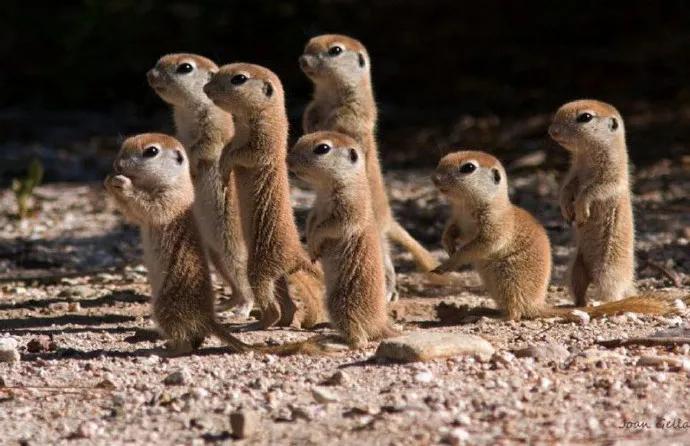 鲸鱼的翅有多大,你知道鲸鱼的体型还有哪些特点吗