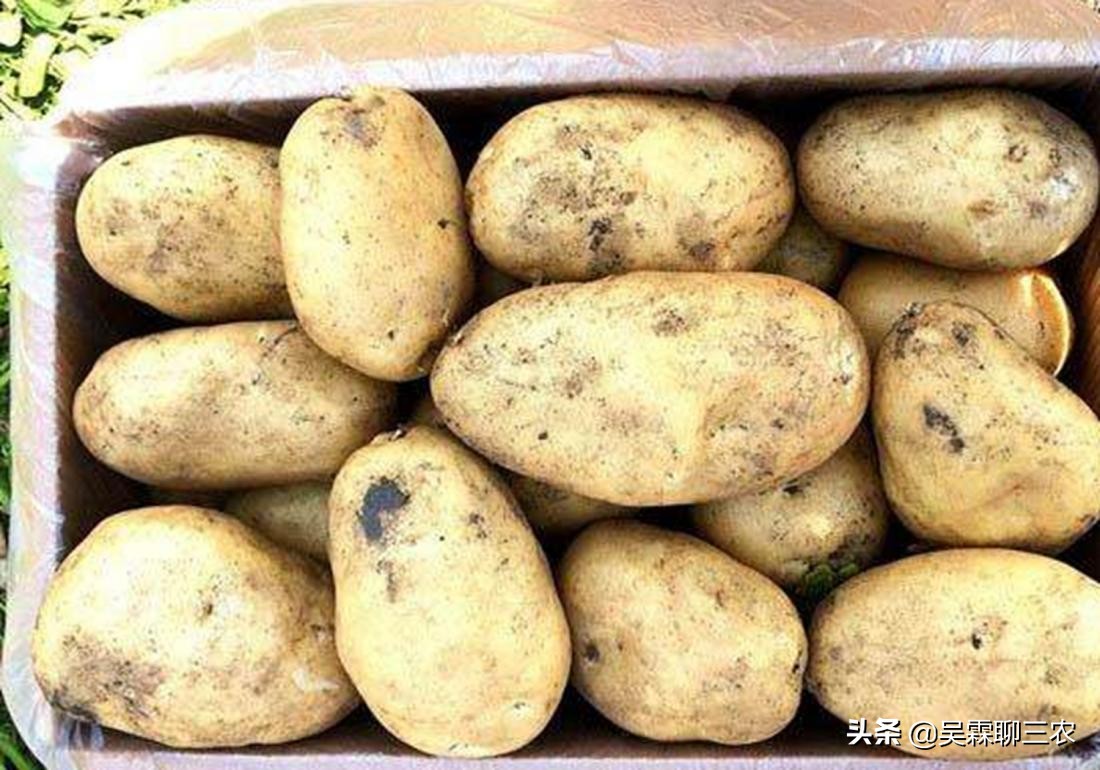 提高马铃薯商品性栽培技术问答,学习农作物栽培技术培训通知