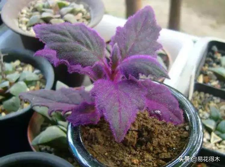 紫背天鹅绒盆栽怎么繁殖,绒叶竹芋怎么养