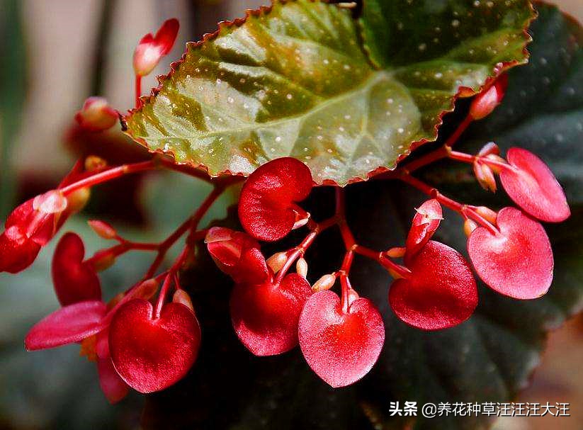 竹节海棠掉花怎么办,竹节海棠为什么爱掉花朵