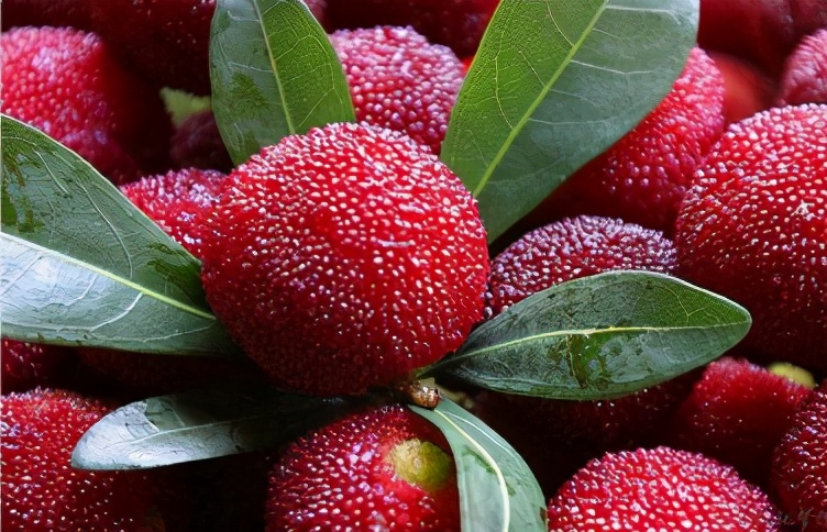 杨梅里的虫子吃进肚子怎么办,杨梅为什么会招虫子