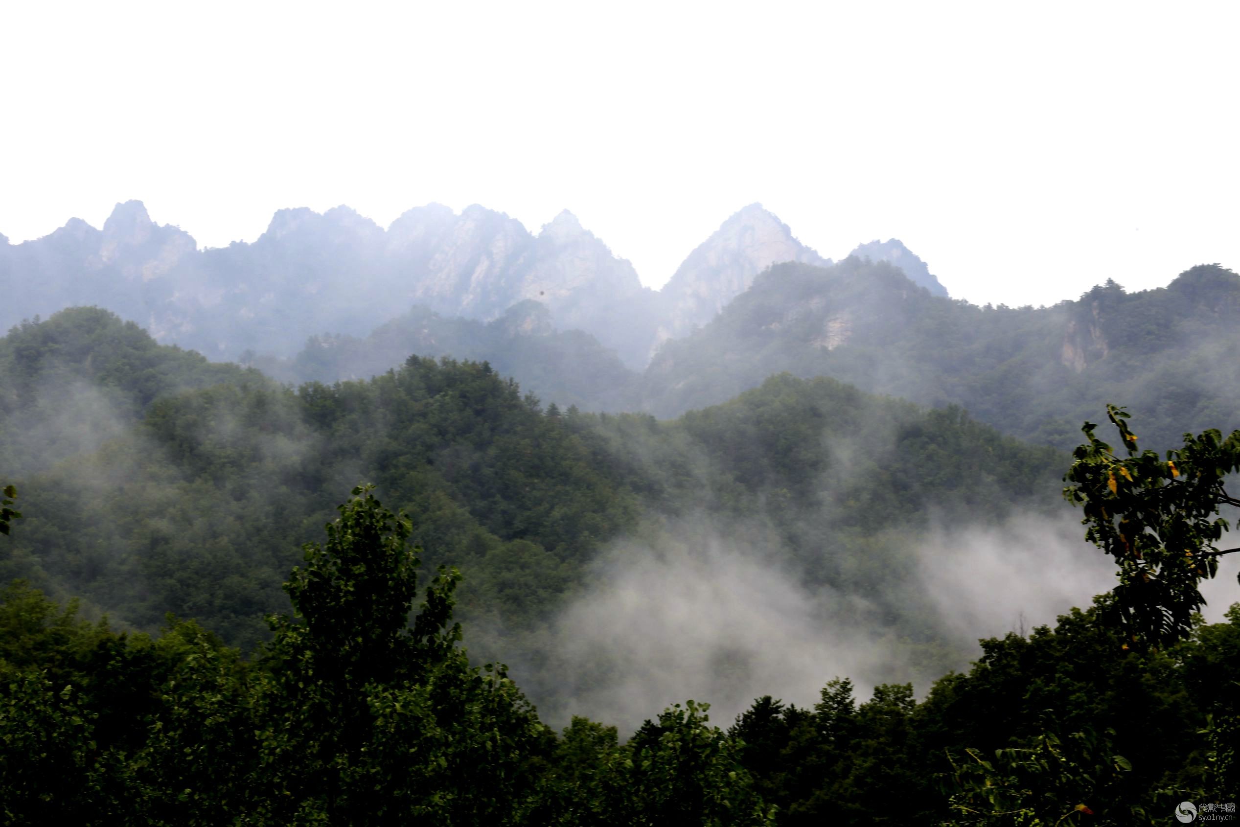 中国五大产蜜地是哪里,中国十大蜜源植物是哪些