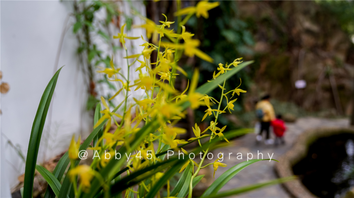 国内十大兰圃之一在福州，莫负好*光春**，免费尽享兰花的春之盛宴