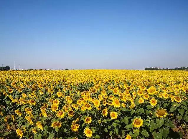 国内新晋旅游城市排行榜前十名,沈阳文旅十大打卡地