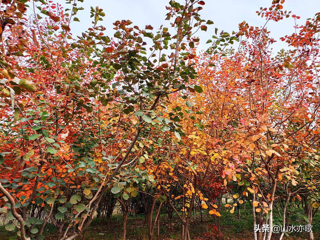 石家庄滹沱河生态区风景如画,石家庄市滹沱河美景