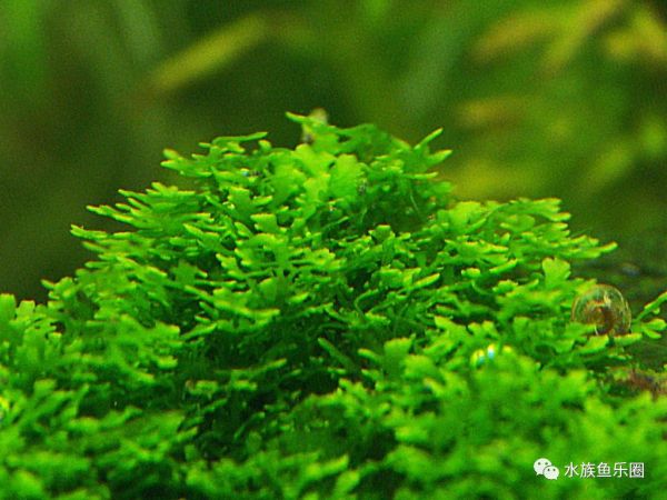 皇冠水草品种大全,亚马逊水草品种