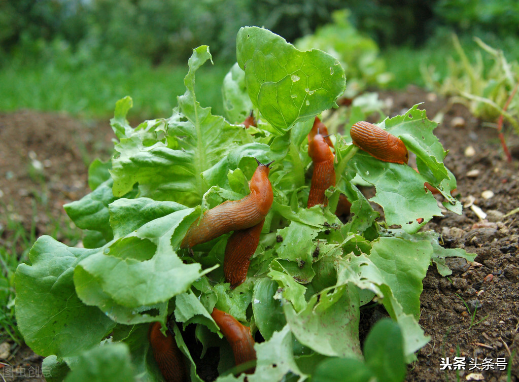 蜗牛护肤品都有修护作用吗,蜗牛的护肤品怎么这么便宜