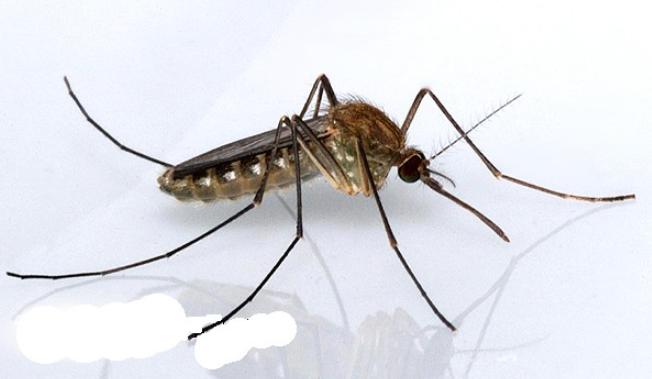 三种常见蚊子咬的包如何快速止痒消除,三种被叮的包要分清楚