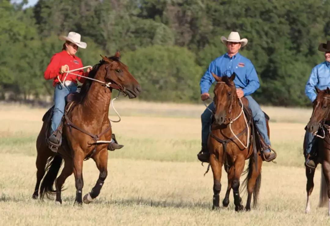 野骑马术教学,野骑马匹怎么选