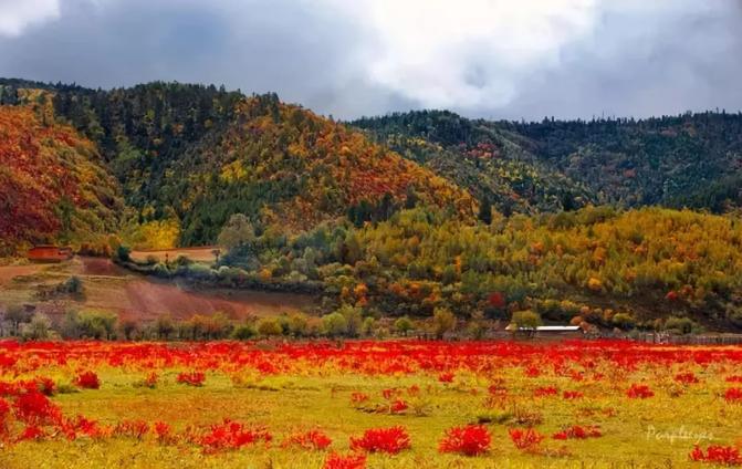 草原上特有的狼毒花,香格里拉狼毒花在哪里