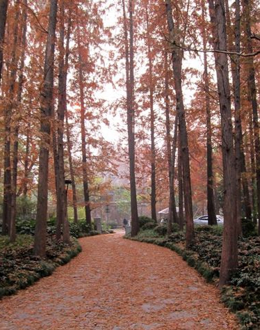 如何辨别杉树木材,如何识别植物的名字