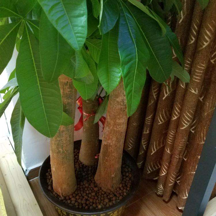 越养越吉利的三种花有哪些,玫瑰花老桩用大盆还是小盆栽培