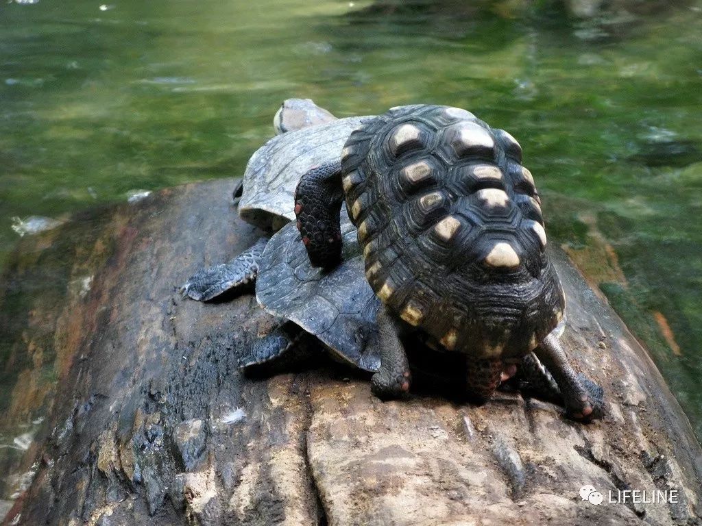 红腿陆龟拉稀怎么办,红腿陆龟雄性与雌性的区别