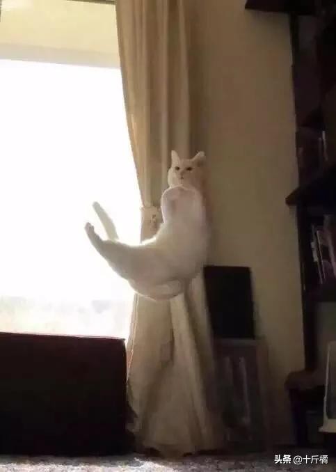 舞痴猫咪:每一个不曾起舞的日子,都是对生命的辜负!