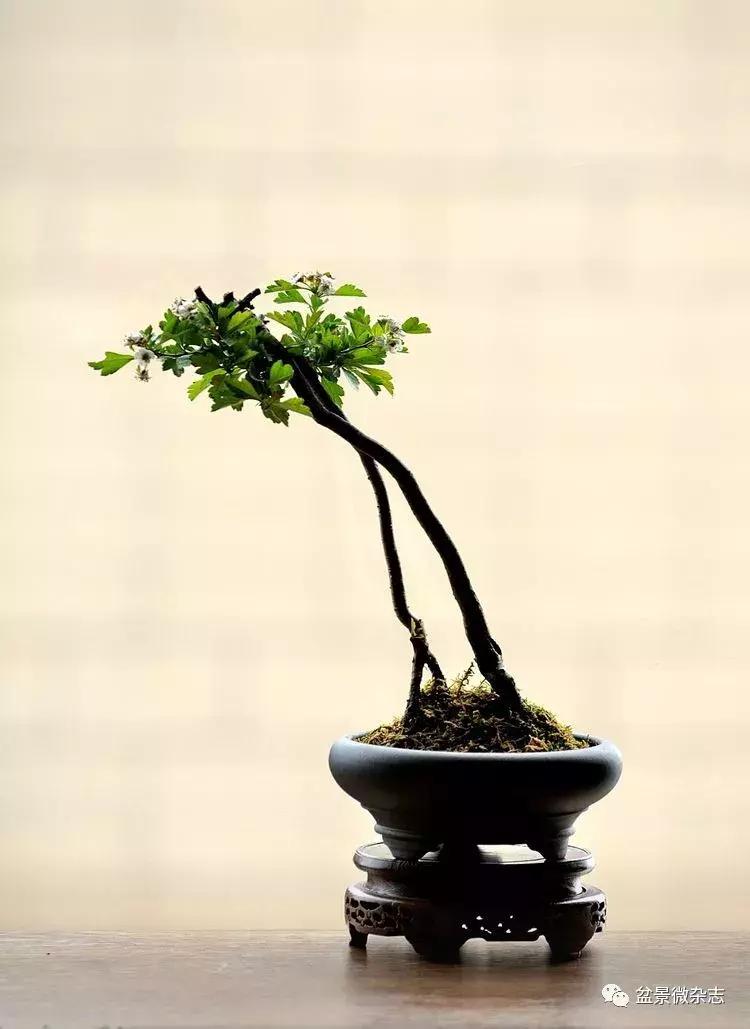 盆景艺术欣赏视频大全,盆景万象盆