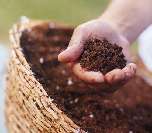 大丽花的根为什么会烂,大丽花烂根早期怎么判断