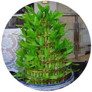 全部金木水火土五行五系植物介绍,五种植物代表五行