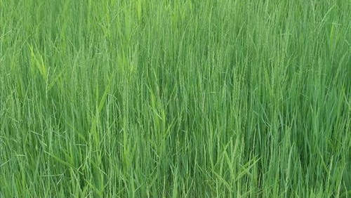 养羊草如何弄,羊养殖种植什么牧草